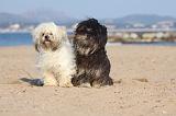 LHASSA APSO 312